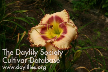 Daylily Smiled Reassuringly